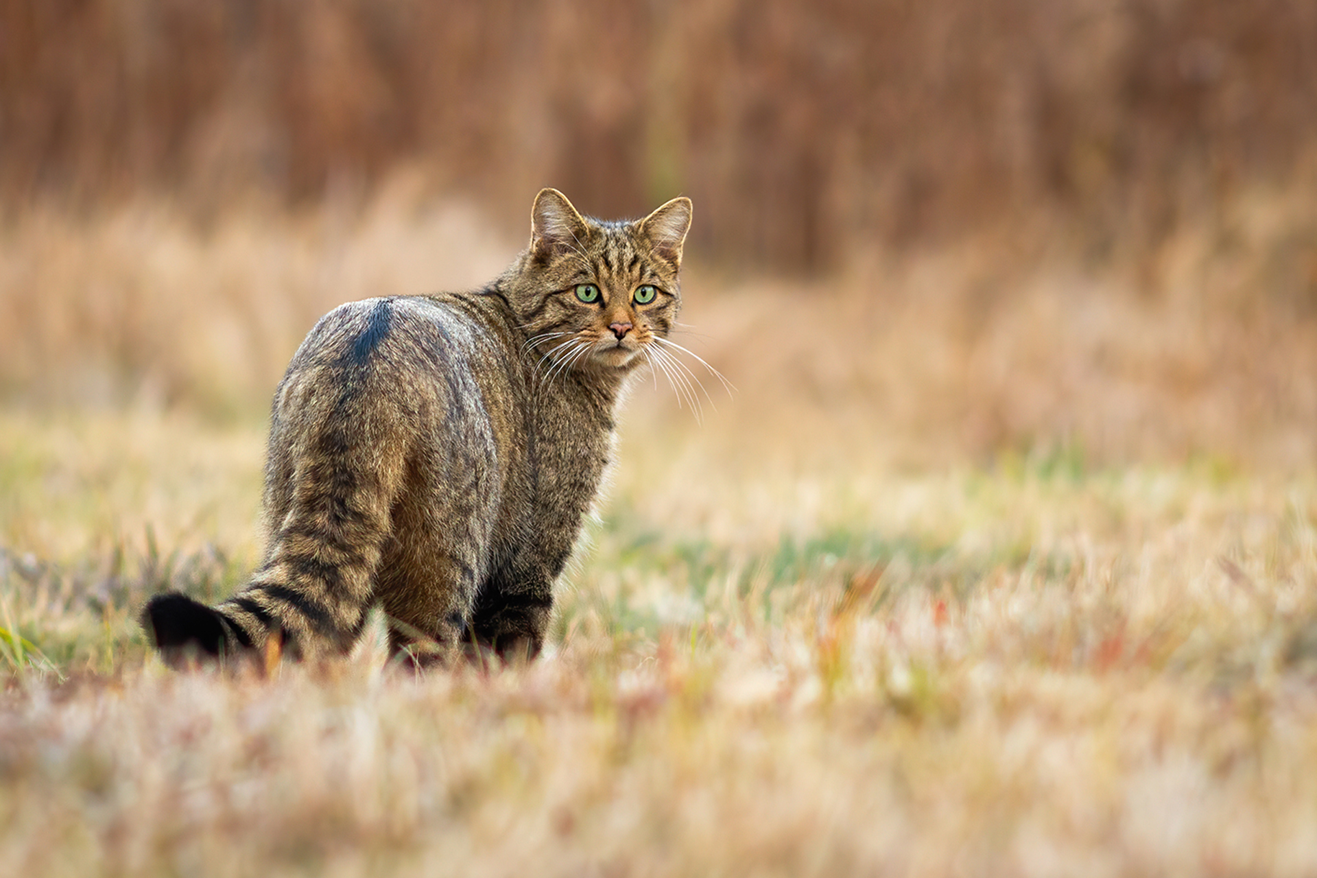 Studiare e proteggere il gatto selvatico in Italia