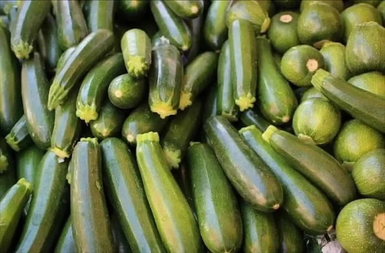 Non comprare le zucchine fuori stagione: ecco quando sono davvero saporite e costano meno