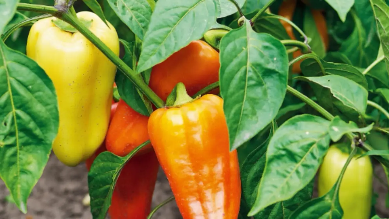 L’errore comune che fanno tutti piantando i peperoni: ecco la data giusta per un raccolto abbondante